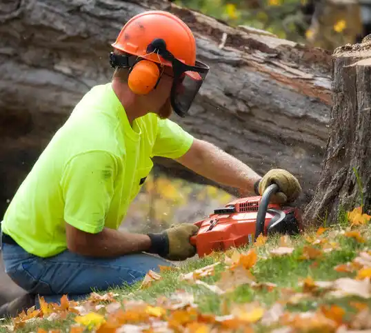 tree services Winside